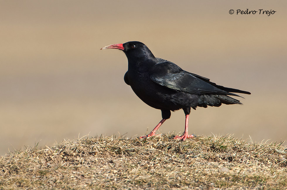 Chova piquirroja (Pyrrhocorax pyrrhocorax)